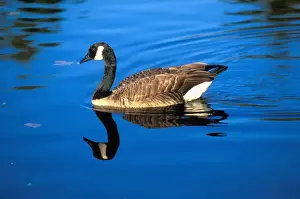 Geese Prints: USA, Washingotn, Canada Geese (Branta canadensis) along shoreline