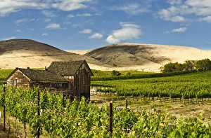 Grape Prints: USA, Washingotn, Yakima. A barn in a flourishing vineyard Washingtons Yakima Valley