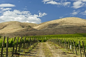 Images Dated 17th June 2010: USA, Washingotn, Yakima. Vineyards flourish in Washingtons Yakima Valley
