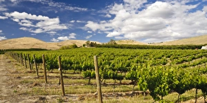 Grape Prints: USA, Washingotn, Yakima. Vineyards flourish in Washingtons Yakima Valley