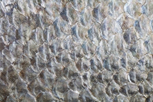 Images Dated 12th October 2010: USA, Washington. Detail abstract of fish scales