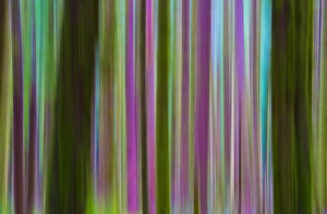 Gilles Delisle Prints: USA, Washington. Abstract of Hoh Rain Forest at dusk
