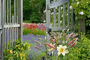 USA, Washington, Bainbridge Island. Garden gate opens onto variety of flowers and plants