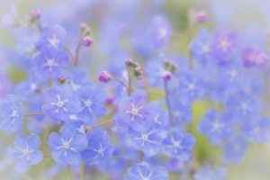 Images Dated 17th April 2013: USA, Washington, Bainbridge Island. Spring brunnera on The Bloedel Reserve. Credit as