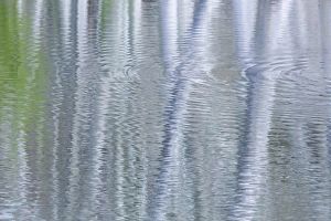 USA, Washington, Bainbridge Island. Reflection of alder trees in pond. Credit as