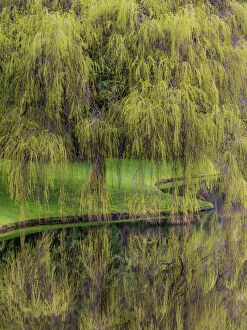 Moss Gallery: USA, Washington, Bainbridge Island. Weeping willow and pond