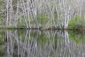 Images Dated 15th March 2016: USA, Washington, Bainbridge Island. Alder trees reflecting in pond