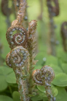 Images Dated 27th April 2017: USA, Washington, Bainbridge Island. Sword fern fronds and oxalis in spring. Credit as