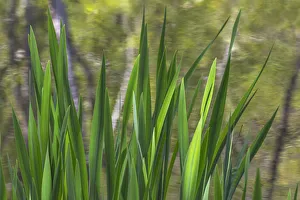 Images Dated 27th April 2017: USA, Washington, Bainbridge Island. Cattails on pond in spring