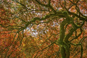 Images Dated 28th April 2017: USA, Washington, Bainbridge Island. Japanese maple tree close-up