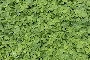 Images Dated 28th April 2017: USA, Washington, Bainbridge Island. Close-up of dew on oxalis in spring. Credit as