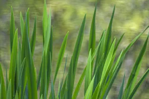 Images Dated 27th April 2017: USA, Washington, Bainbridge Island. Cattails on pond in spring