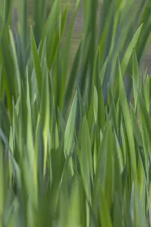 Images Dated 27th April 2017: USA, Washington, Bainbridge Island. Cattails on pond in spring