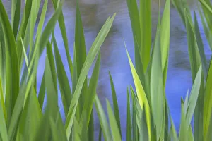 Blur Prints: USA, Washington, Bainbridge Island. Cattails on pond in spring