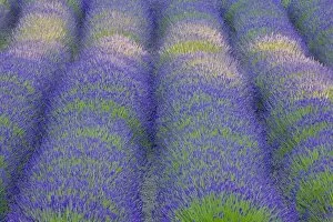 Images Dated 14th July 2006: USA, Washington, Bainbridge Island. Close-up of lavender in garden