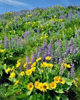 Balsamroot Prints: USA, Washington. Balsamroot and lupine in Columbia River Gorge National Scenic Area