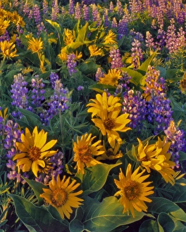 Balsamroot Prints: USA, Washington. Balsamroot and lupine in evening light