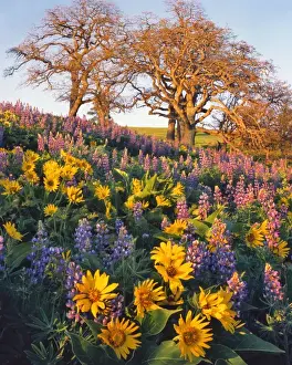 Images Dated 25th March 2015: USA, Washington. Balsamroot, lupine, and oaks on hillside