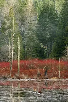 Images Dated 4th November 2008: USA, Washington, Belfair. Pond near Sand Hill Road