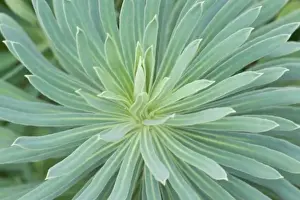 USA, Washington, Bellevue, Bellevue Botanical Garden, Euphorbia Close-up