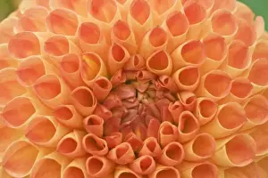 USA, Washington, Bellevue, Bellevue Botanical Garden, Dahlia Close-up