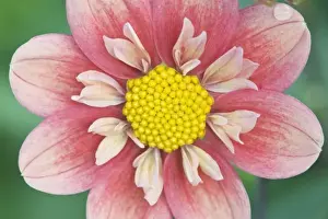 Images Dated 10th August 2010: USA, Washington, Bellevue, Bellevue Botanical Garden, Dahlia Close-up