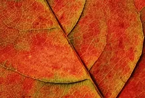 Dog Wood Prints: USA, Washington, Bellingham. Close-up of a fall-colored dogwood leaf with veins