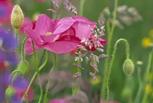Sensuous Prints: USA, Washington, Bellingham, Close-up of Shirley poppies (Papaver rhoeas)