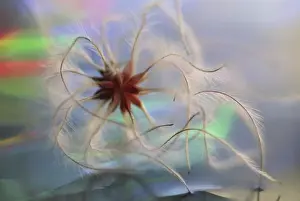 S Eed Prints: USA, Washington, Bellingham, Close-up of virgins bower (Clematis virginiana)
