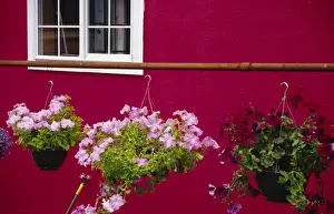 Steve Satushek Prints: USA, Washington, Bellingham, Petunias in hanging pots by red wall. Credit as: Steve