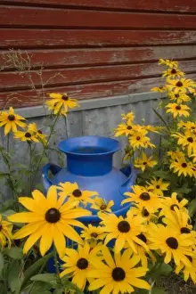 Milk Prints: USA, Washington. Blue milk can sits amid garden flowers next to building