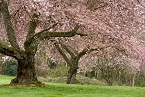 Bremerton Prints: USA, Washington, Bremerton. Cherry trees in springtime bloom