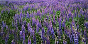 Charles Gurche Prints: USA, Washington, Clallam County, Lupine