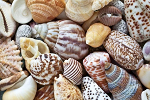 Variety Prints: USA, Washington. Close-up of collection of sea shells