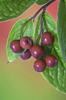 Berry Prints: USA, Washington. Close-up of cotoneaster berries on the vine
