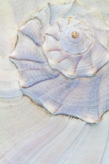 Images Dated 12th December 2011: USA, Washington. Close-up of pastel seashell
