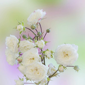 Images Dated 1st September 2013: USA, Washington. Close-up of peace roses