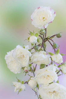 Stem Prints: USA, Washington. Close-up of peace roses