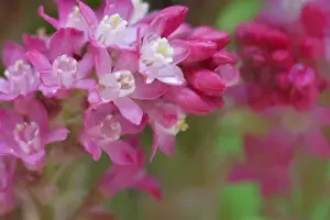 Images Dated 4th November 2008: USA, Washington. Close-up of red-flowering current shrub in springtime