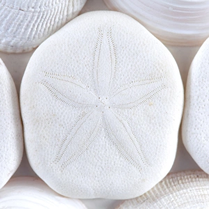 Sea Shell Prints: USA, Washington. Close-up of sea shells and sand dollar