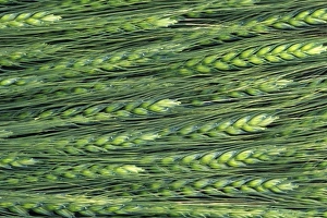 Images Dated 1st September 2009: USA, Washington, Colfax. Green wheat pattern