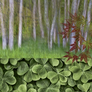 Alder Prints: USA, Washington. Collage of alder trees and oxalis