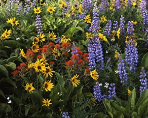 USA, Washington, Columbia Gorge, Balsam Root, Lupine, and Paintbrush