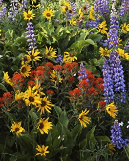 Charles Gurche Prints: USA, Washington, Columbia Gorge, Balsam Root, Lupine, and Paintbrush