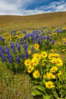 Images Dated 19th April 2014: USA, Washington, Columbia Hills State Park