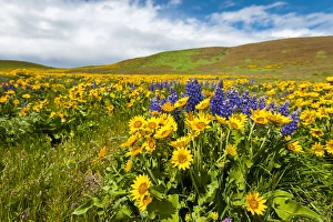 Event Prints: USA, Washington, Columbia Hills State Park
