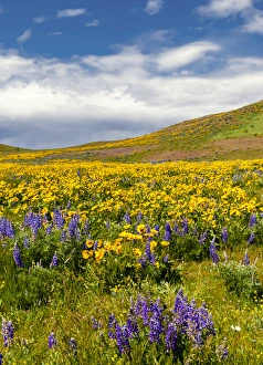 Images Dated 19th April 2014: USA, Washington, Columbia Hills State Park