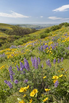 Images Dated 11th April 2016: USA, Washington, Columbia Hills State Park. Landscape of hills with wildflowers. Credit as