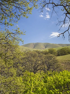 Images Dated 11th April 2016: USA, Washington, Columbia Hills State Park. Landscape of trees and hills. Credit as