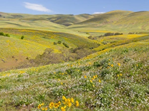 Images Dated 11th April 2016: USA, Washington, Columbia Hills State Park. Landscape of trees and hills. Credit as